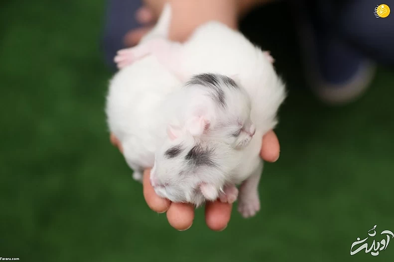 (تصاویر) ویژگیهای منحصربه فرد گربه وان